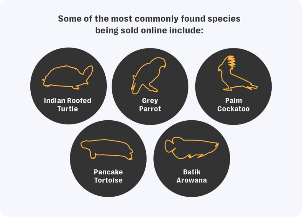 Infographic listing five animal species commonly found for sale online in illegal wildlife trafficking: indian roofed turtle, grey parrot, palm cockatoo, pancake tortoise, and batik arowana. Each species is represented with a simple orange outline illustration on a black circular background.